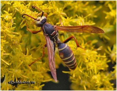 Northern Paper Wasp-Male