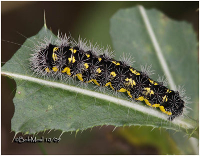 Smeared Dagger Moth Caterpillar Acronicta oblinita #9272