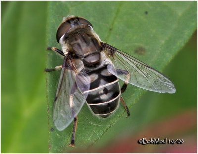 Syrphid Fly-Female