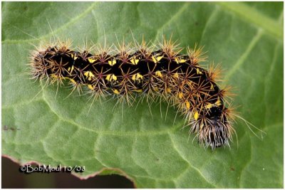 Smeared Dagger Moth Caterpillar Acronicta oblinita #9272