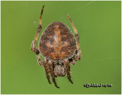 Spotted Orb Weaver