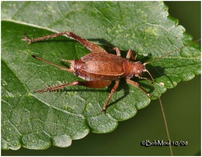 Restless Bush Cricket-Female