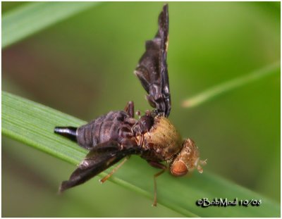 Fruit Fly-Female