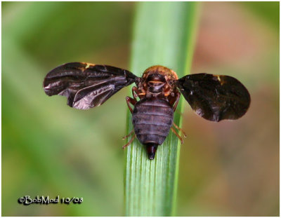 Fruit Fly-Female