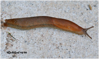 Spanish Slug