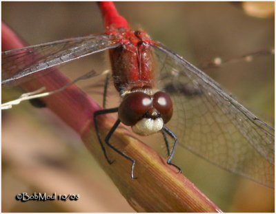 White-faced Meadowhawk-Male 10/12/2008