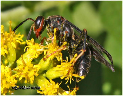 Polistes undescribed species B-Female