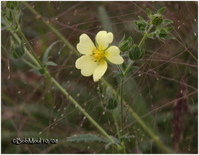 Sulphur Cinquefoil