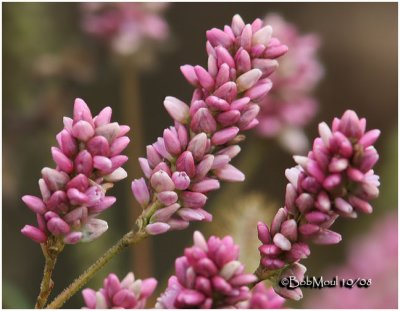 Pink Smartweed