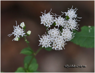 White Snakeroot (AKA Tall Boneset)