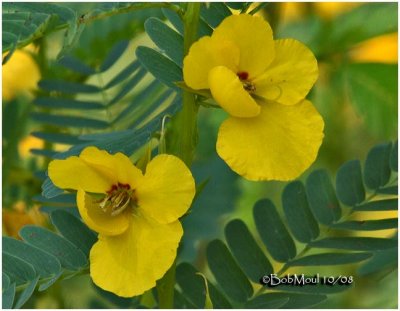 Partridge Pea