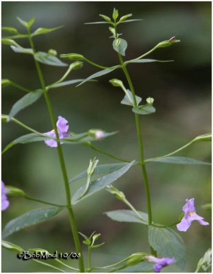 Monkey Flower