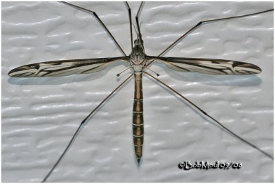 Crane Fly-Female