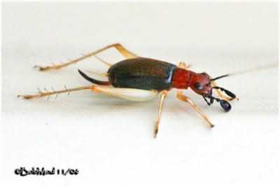 Red Headed Bush Cricket