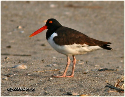 American Oystercatcher