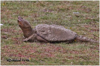 Snapping Turtle