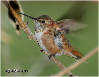 Rufous Hummingbird-Immature Male