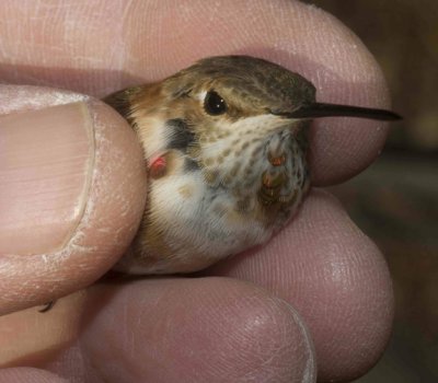 The Rufous during banding.