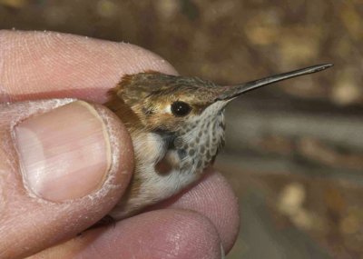 The Rufous during banding.