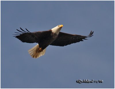 Bald Eagle-Adult