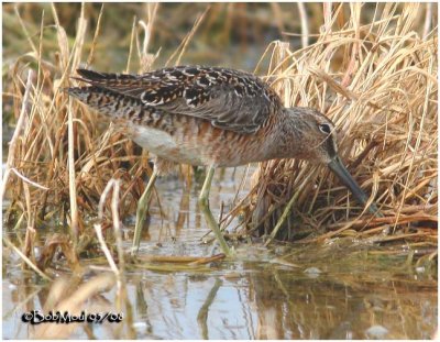 Short-billed Dowitcher-Breeding Plumage