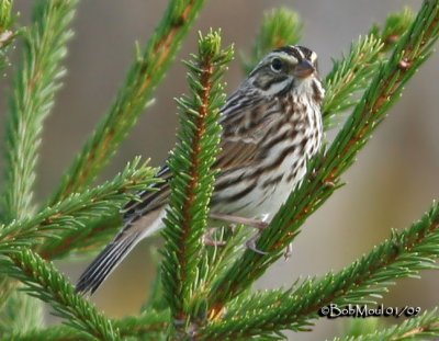 Savannah Sparrow