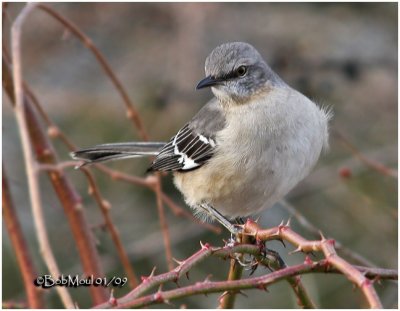 Northern Mockingbird