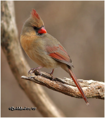 Northern Cardinal-Female