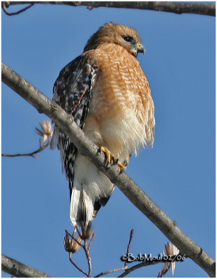 Red Shouldered Hawk-Adult