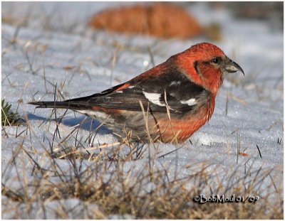 White-winged Crossbill-Male