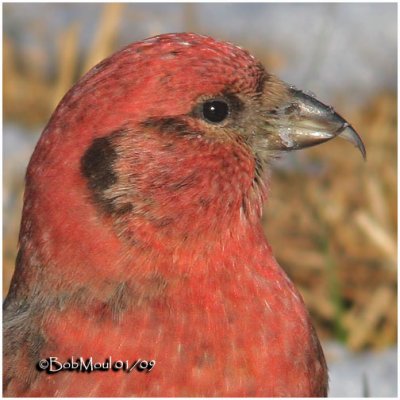 White-winged Crossbill-Male