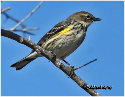 Yellow-rumped Warbler-Winter Plumage