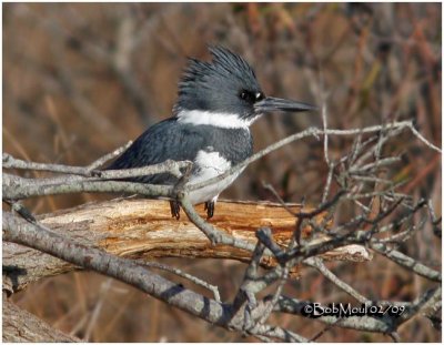 Belted Kingfisher-Male
