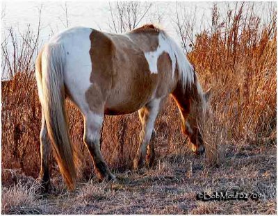 Chincoteague Wild Pony