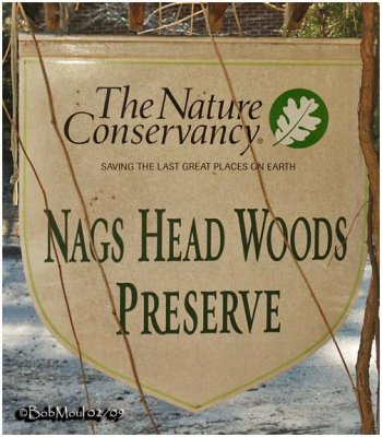 TNC Nags Head Woods-NC