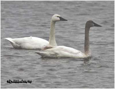 Tundra Swans-Adult and Juvenile
