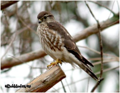 Merlin-Female