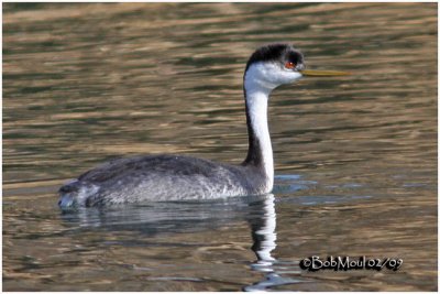 Western Grebe