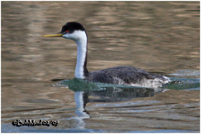 Western Grebe