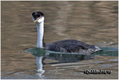 Western Grebe