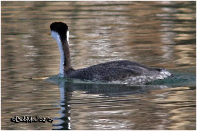 Western Grebe