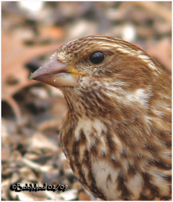 Purple Finch-Female