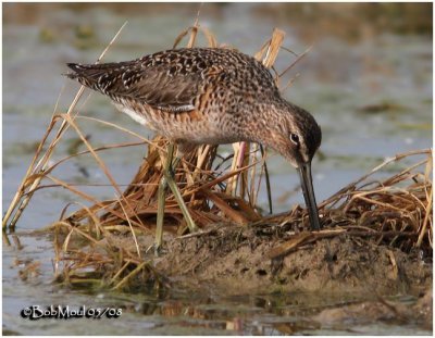 Short-billed Dowitcher-Breeding Plumage