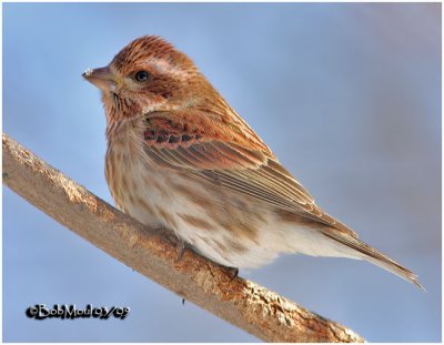 Purple Finch-Juvenile Male