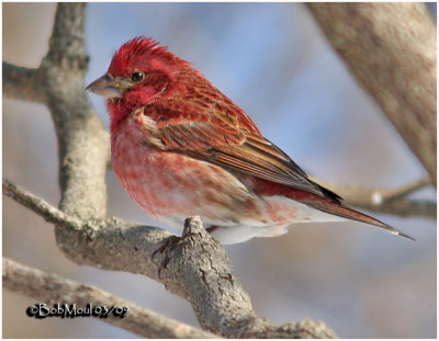 Purple Finch-Adult Male