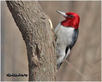 Red-Headed Woodpecker