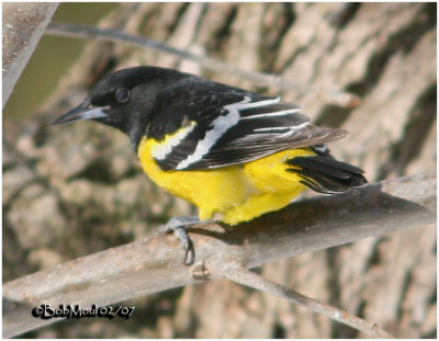 Scotts Oriole-Male