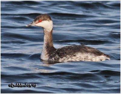 Horned Grebe - Transitional Plumage