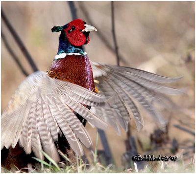 Ring-necked Pheasant-Male