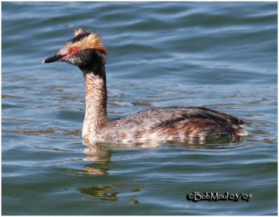 Horned Grebe-Near Breeding Plumage